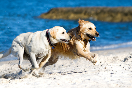 Hunde am Strand