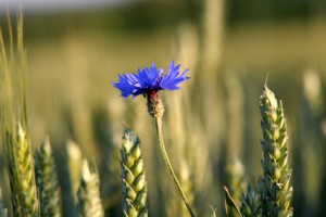 Artikel bietet sommerliche Zitate